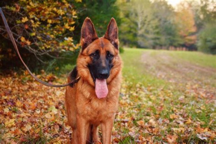Discover Your Perfect Companion: GSD For Sale In VA