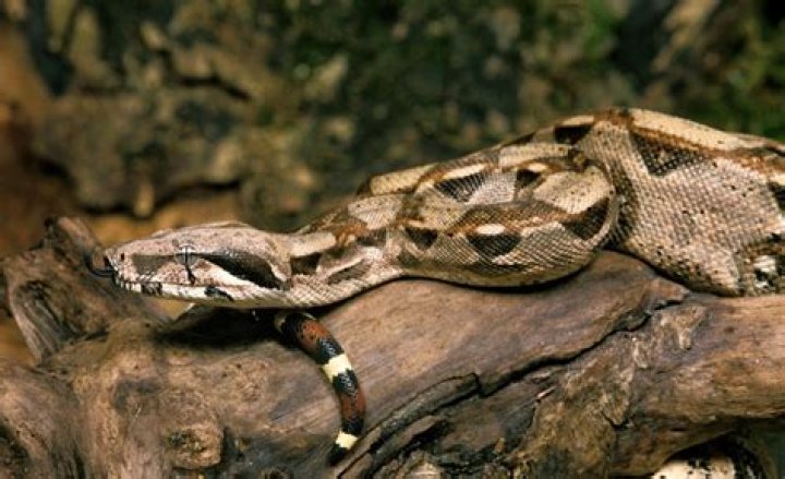 Discovering The Enigmatic Albino Boa: Nature's Unique Serpent