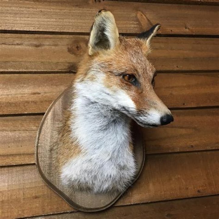 Discovering The Fascinating World Of Fox Nose