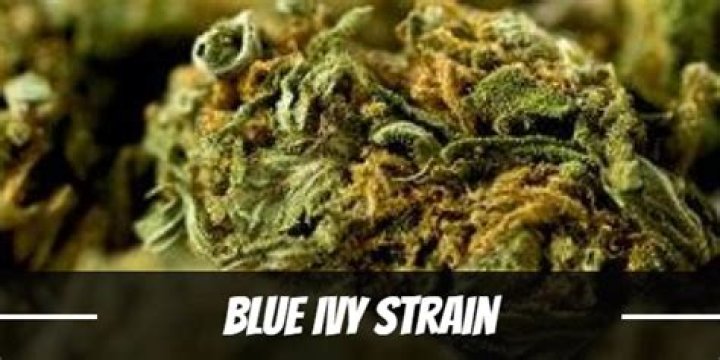 Discovering The Wonders Of The Blue Ivy Strain