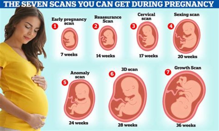 How Many Months Pregnant Is Selena Gomez? Find Out The Truth
