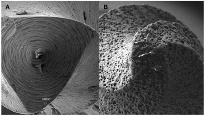 Michio Kaku's Daughters: Unraveling The Mysteries Of Science And Success