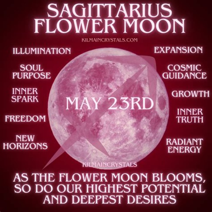 Sagittarius Flower: The Bloom That Embodies Freedom And Adventure