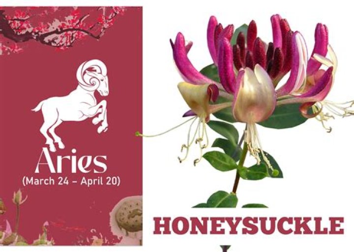 The Enigmatic Sagittarius Zodiac Flower: A Blooming Reflection Of The Archer's Spirit