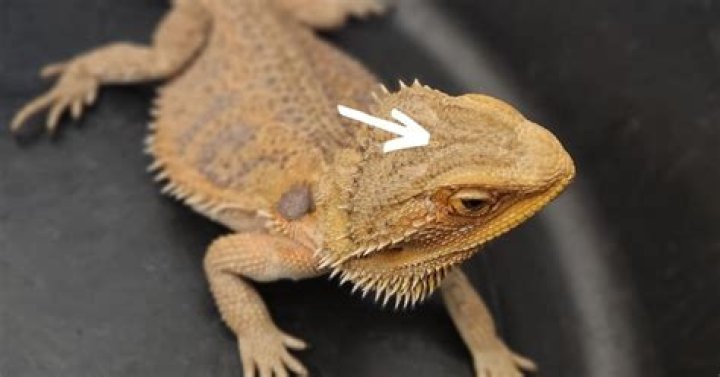 Understanding The Social Nature Of Bearded Dragons