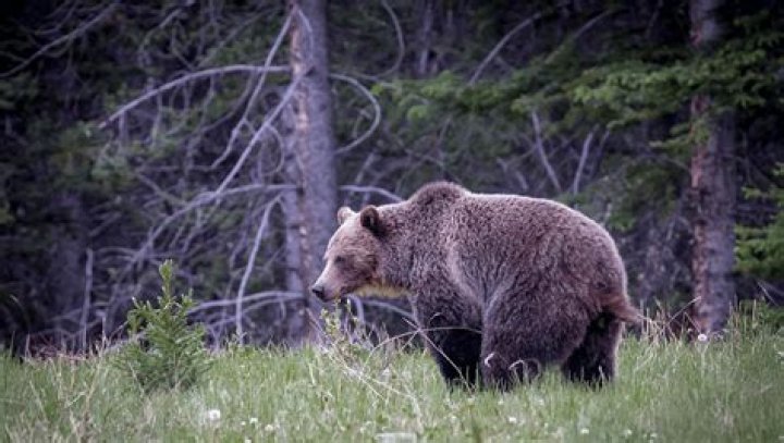 Unraveling The Mystery Of Bear Texting: A Deep Dive